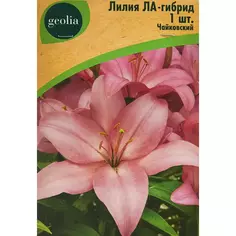 Лилия Geolia ла-гибрид Чайковский