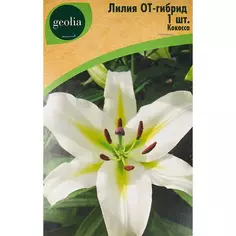 Лилия Geolia от-гибрид Кокосса