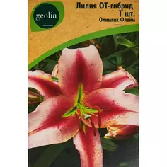 Лилия Geolia от-гибрид Олимпик Флейм