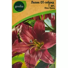 Лилия Geolia от-гибрид Пепл Принц