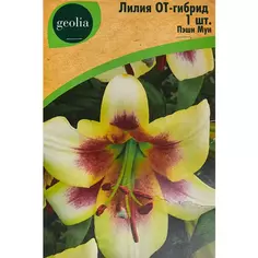Лилия Geolia от-гибрид Пэшн Мун