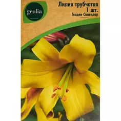 Лилия Geolia трубчатая Голден Сплендор