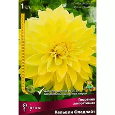 Георгина декоративная Кельвин Фладлайт ПОИСК